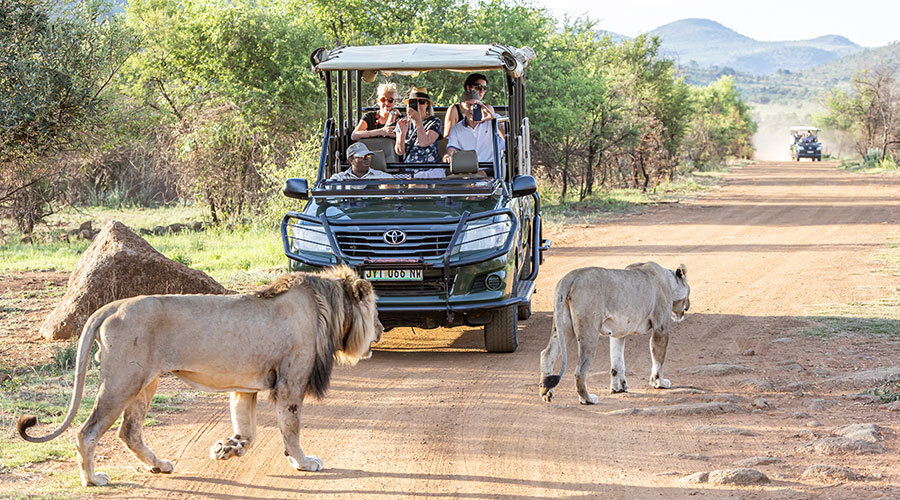 Ivory Tree Game Lodge Safari Lions